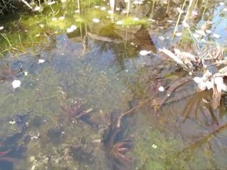 tadpoles in our pond 2010