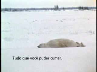 lazy polar bear
