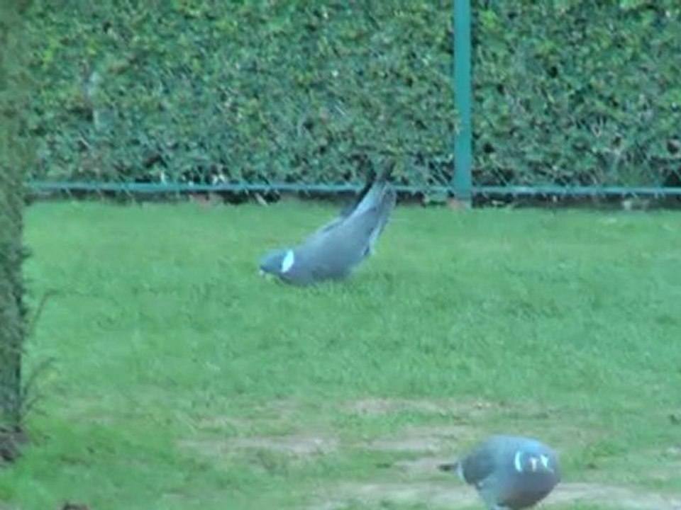 Pigeons-danseurs20100405