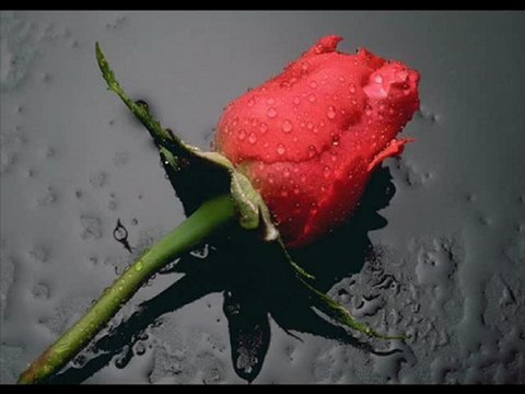 Ayhan Alptekin - Gulizarım