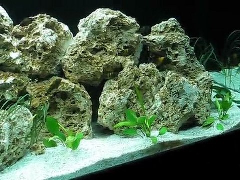 Tropheus Bemba Akvaryumum