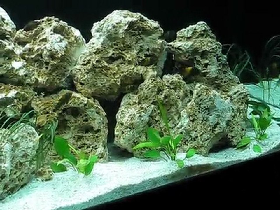 Tropheus Bemba Akvaryumum