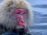 Japanese snow monkey photos