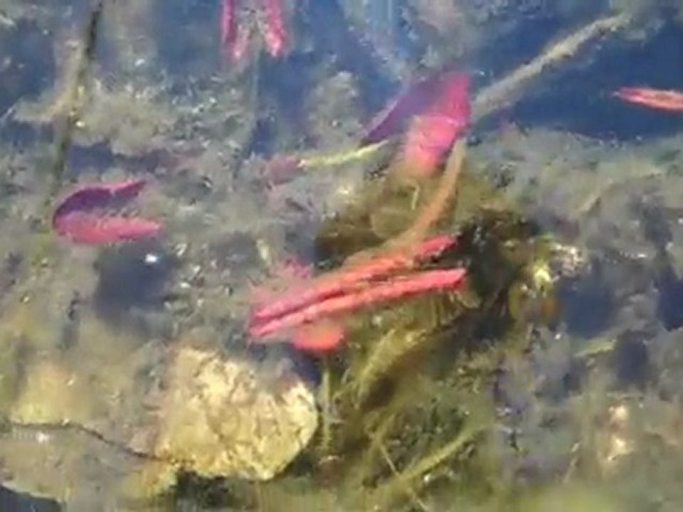 Ugly Garden Pond. Goldfish Pond in Early Spring 2010
