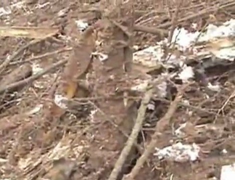 Miejsce katastrofy w Smoleńsku