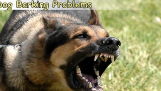 Top 6 Tips on How to Stop Dog Barking Problems