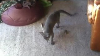 Flight of the Stoaty Mouse! Great Flying Cat Video!!