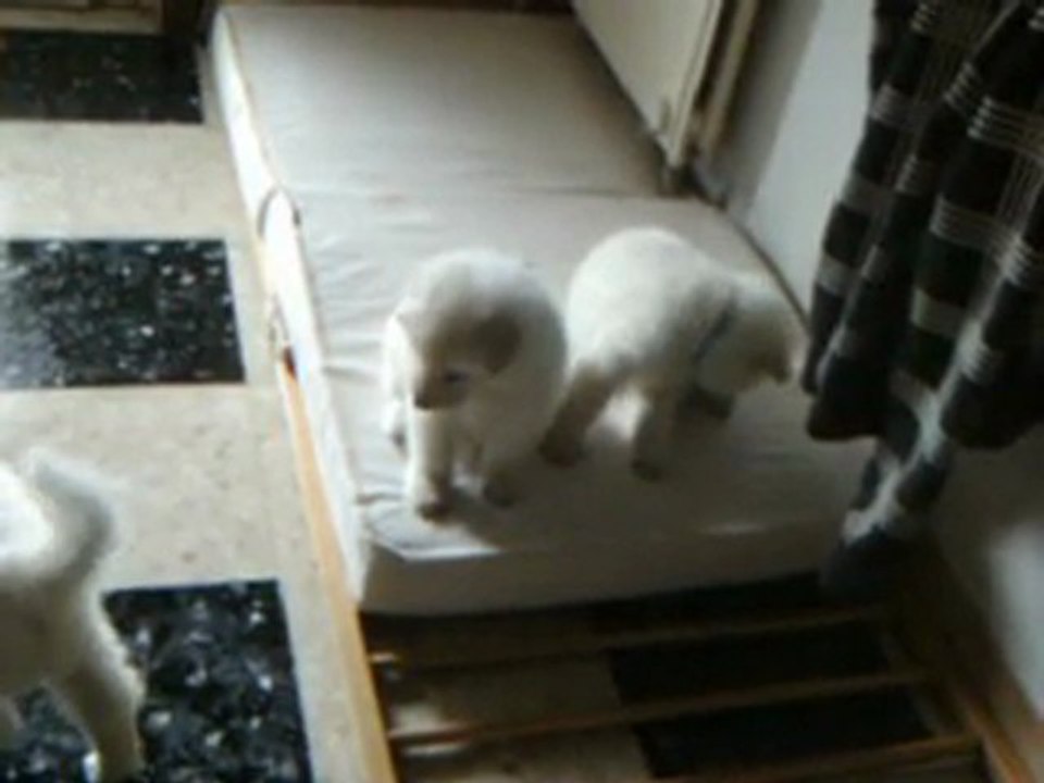 les chiots de hourria a 29 jours 001