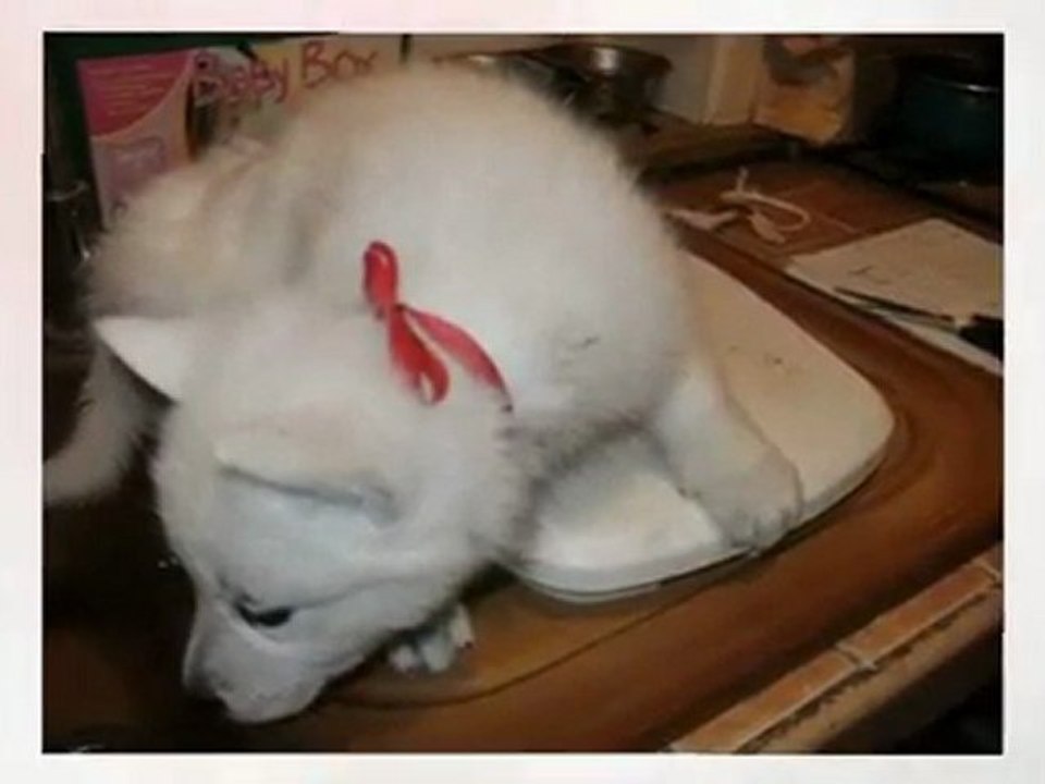 la maison des bergers blancs