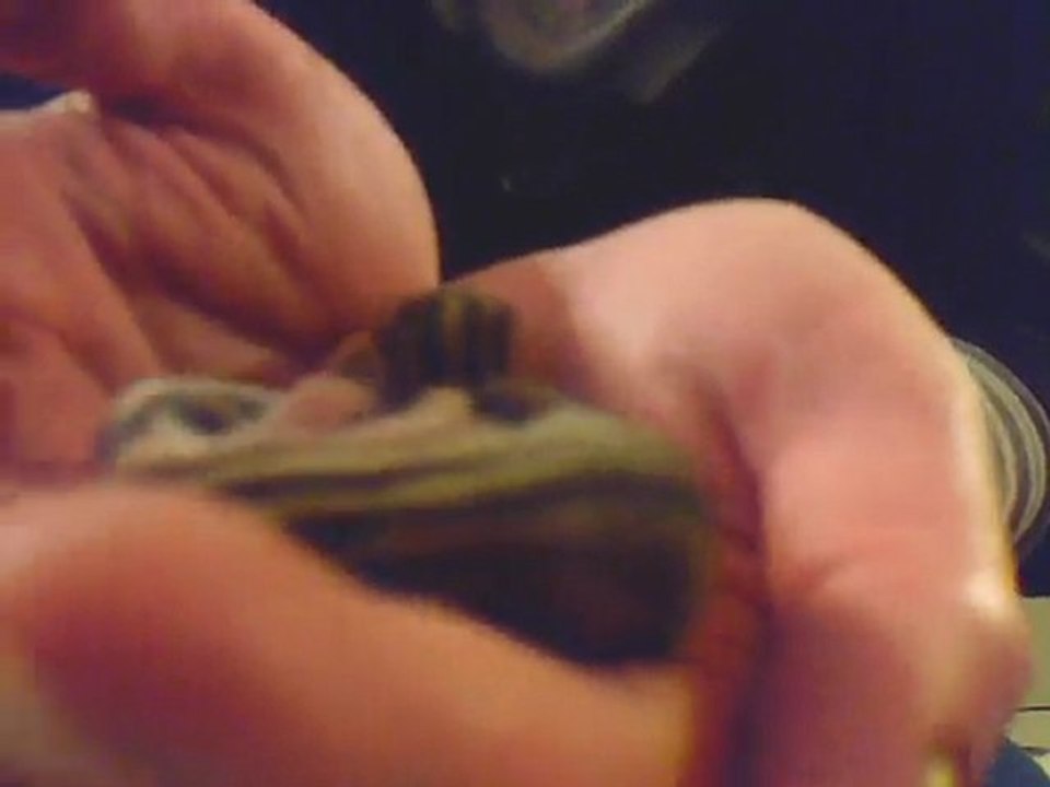 2 bébés écureuil de Corée