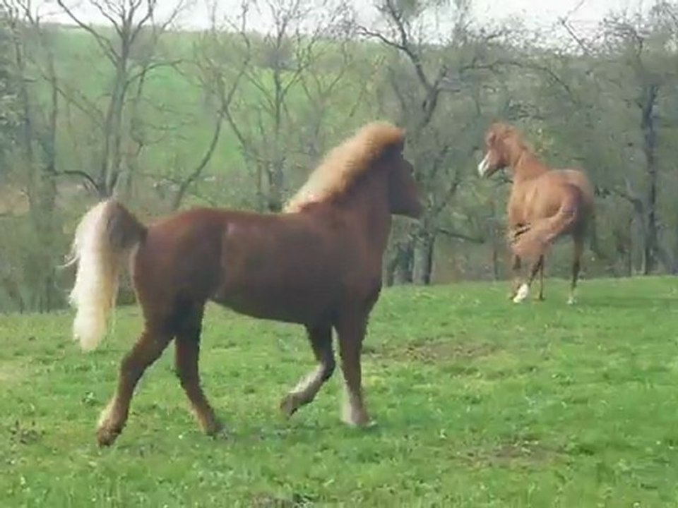 Première mise au près 2010