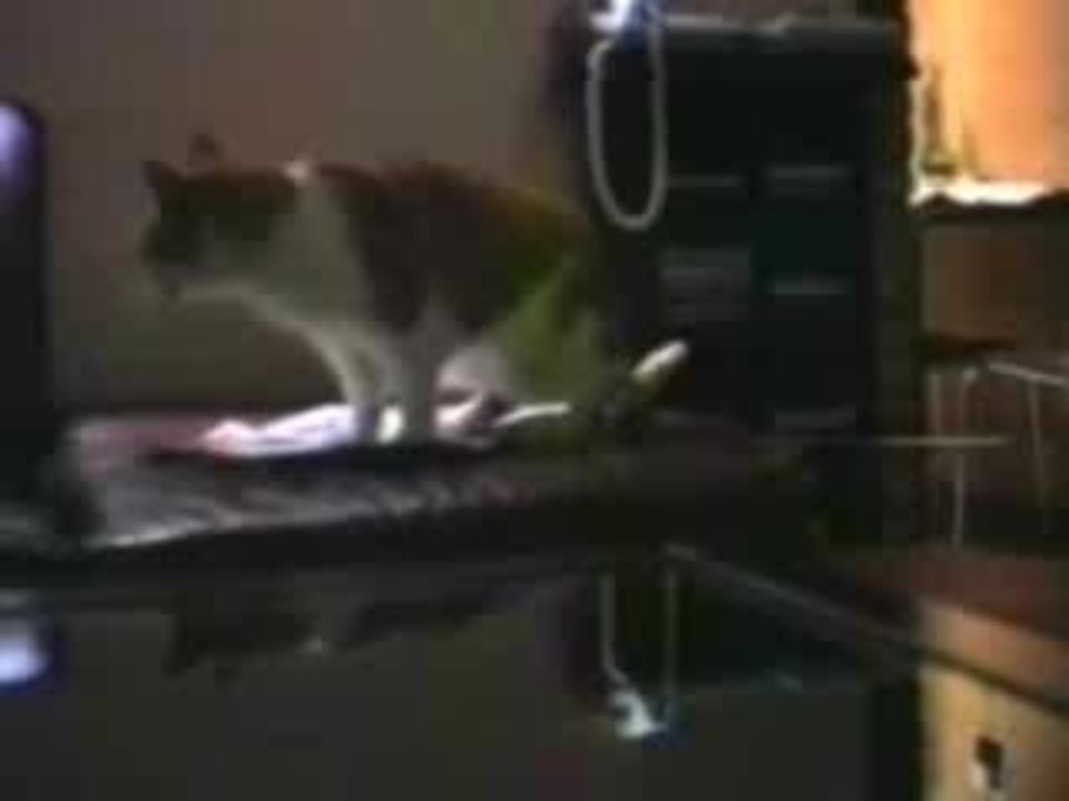 les chats parlent !!