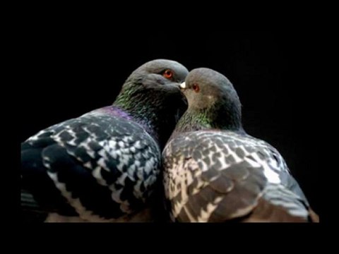 Melih Cevdet Anday - Anı / Kurgu: Ömer Ermiş