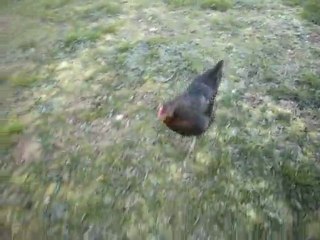 Education d'une poule à l'A.G.E.C.