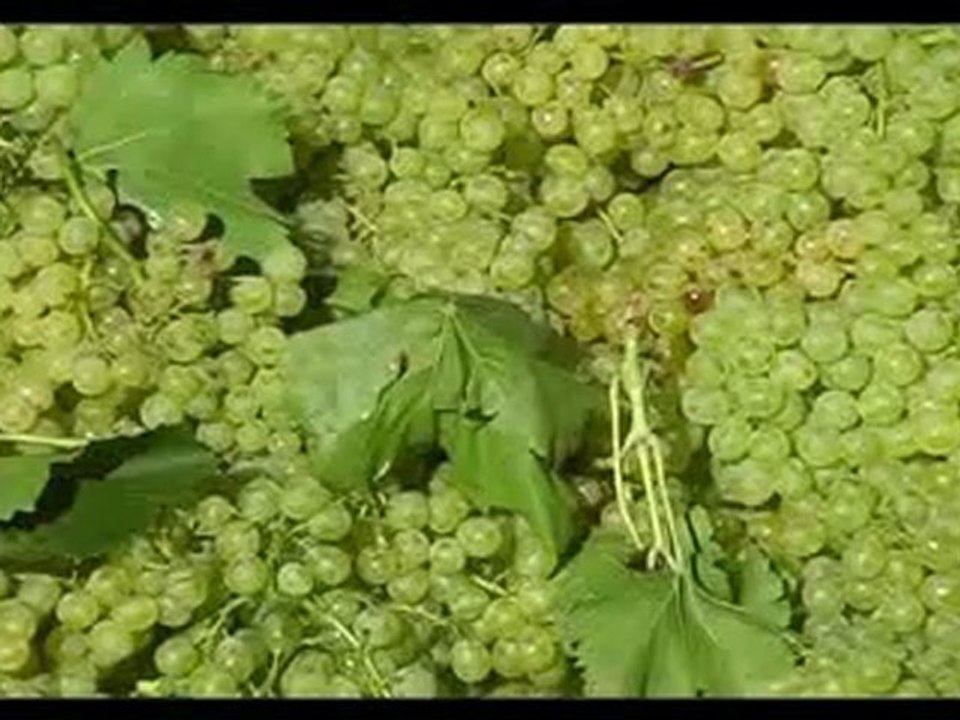 Traubenfarm in Südafrika