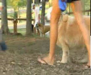 Learn How To Quickly And Easily Train Your Dog