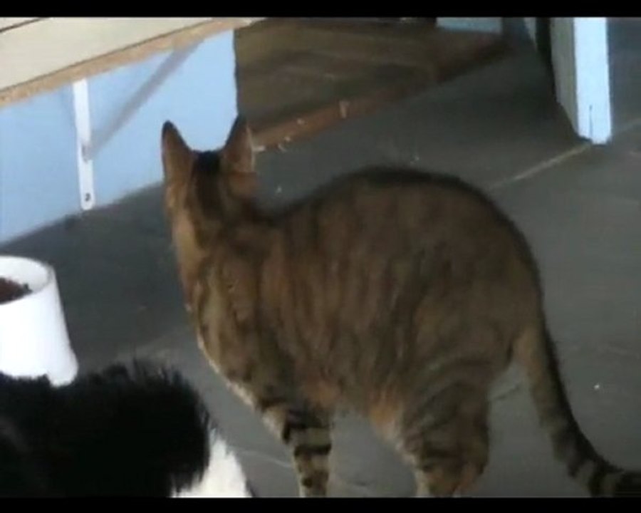 Taz 02 03 avril 2010