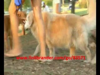 Learn How To Quickly And Easily Train Your Dog