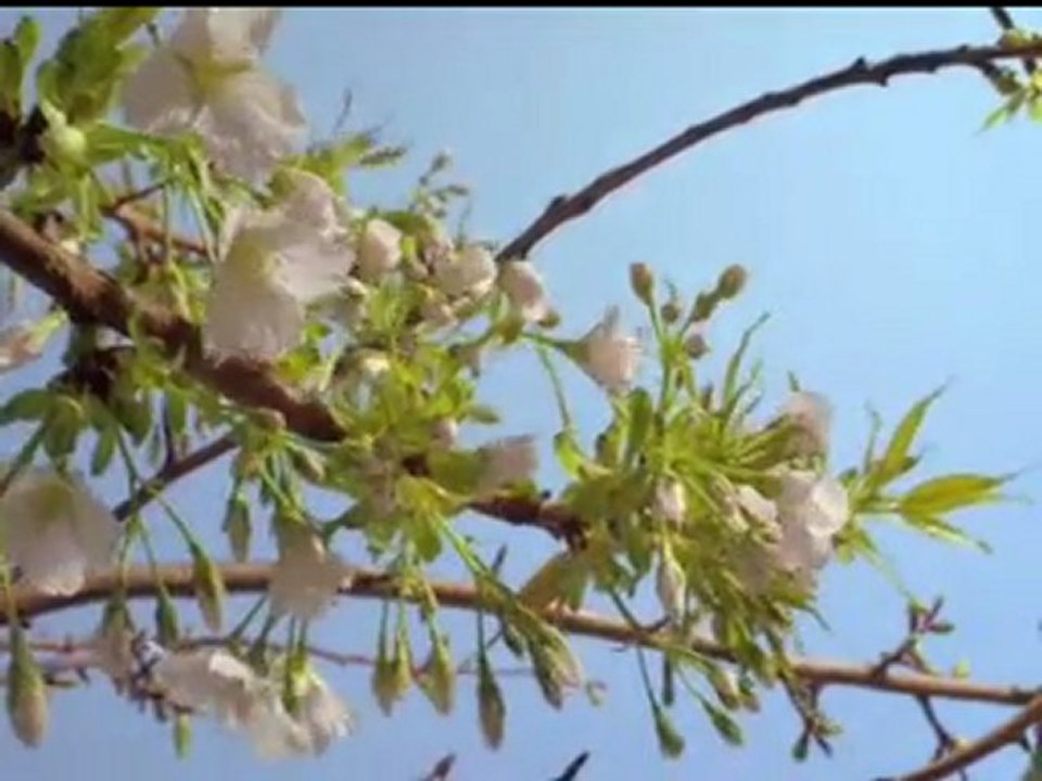 2010 Kutlu Doğum Haftası Sinevizyon