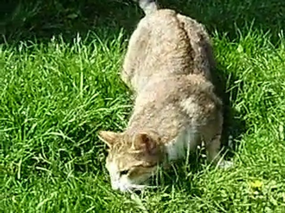 Angel s'amuse avec un bout de bois..