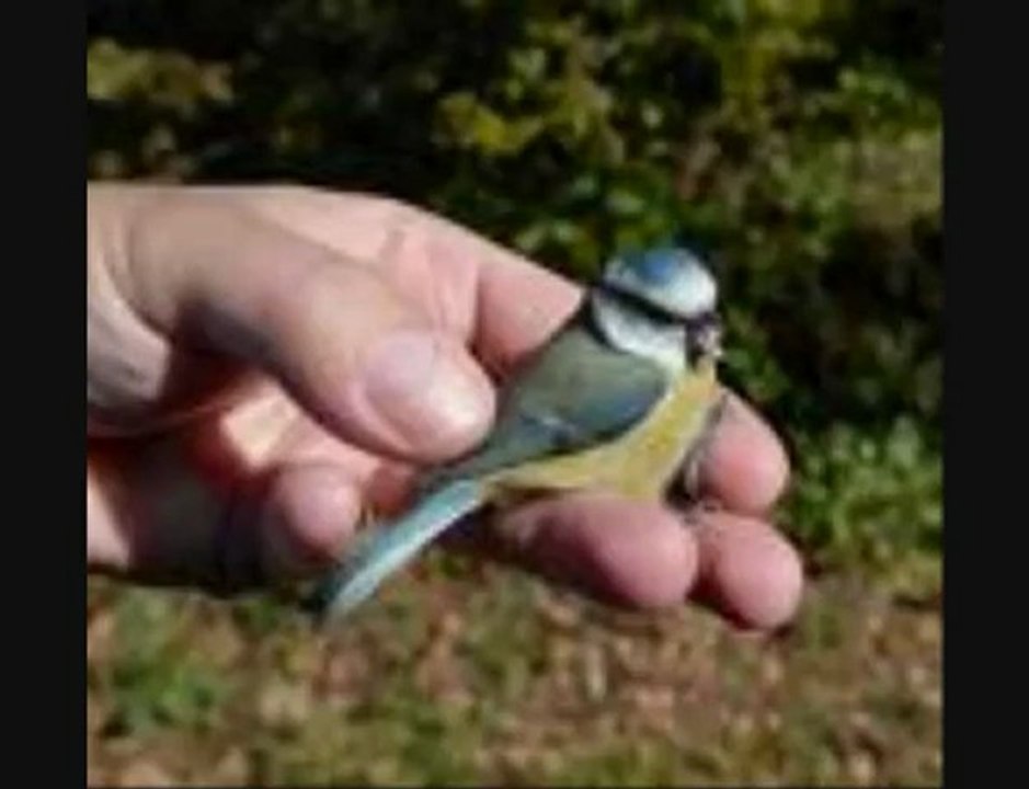 PRENDRE RACINE CALOGERO KARAOKE CHANTE