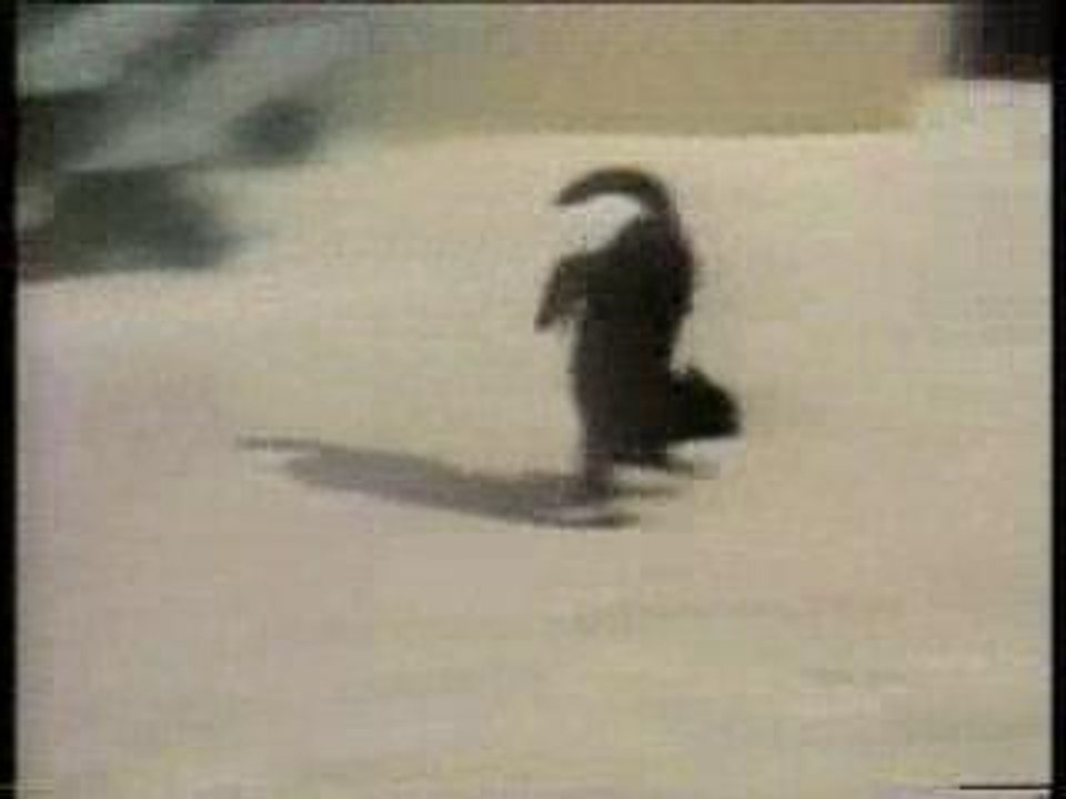 humour gag video rire drole chat