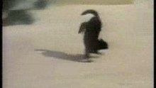 humour gag video rire drole chat