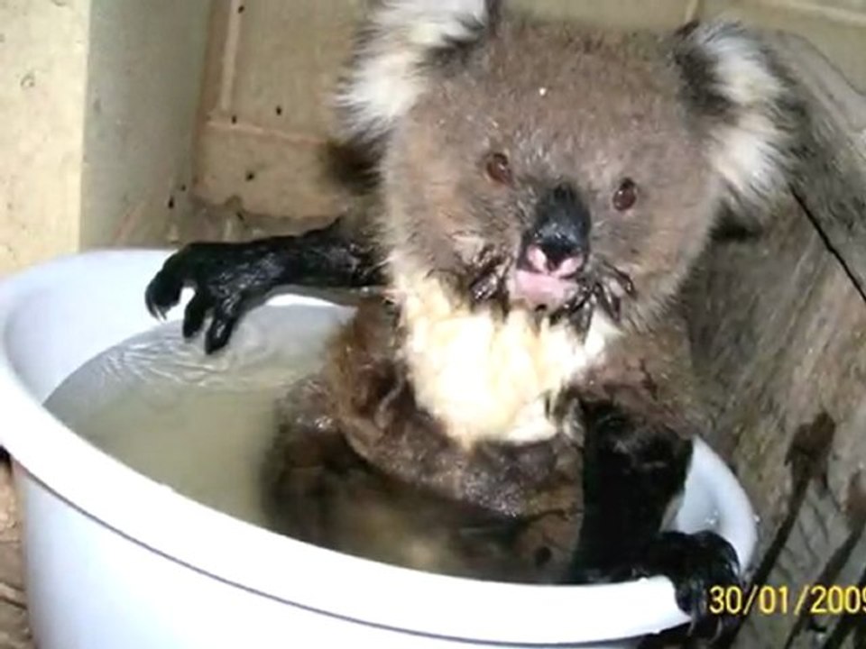 PETITS KOALAS SAUVES !!..