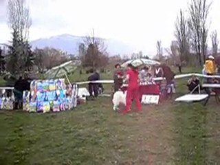 Northern dogs Bulgarian Kennel Club Specialty Show