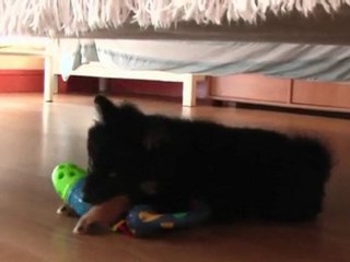 c 'est bon les croquettes