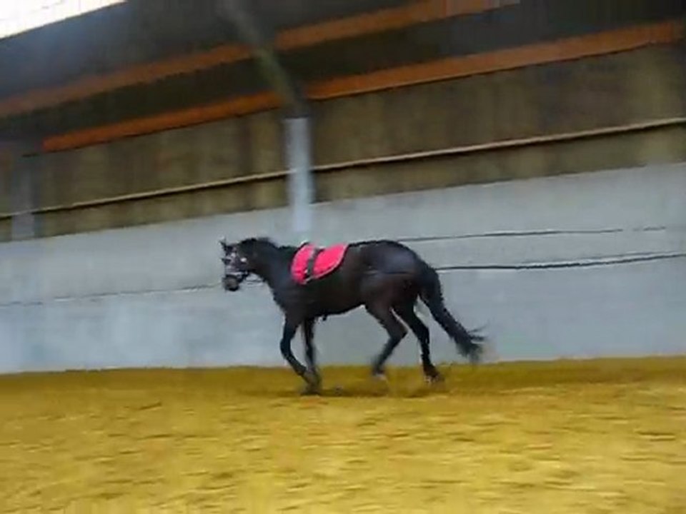 Ulys saut longues renes