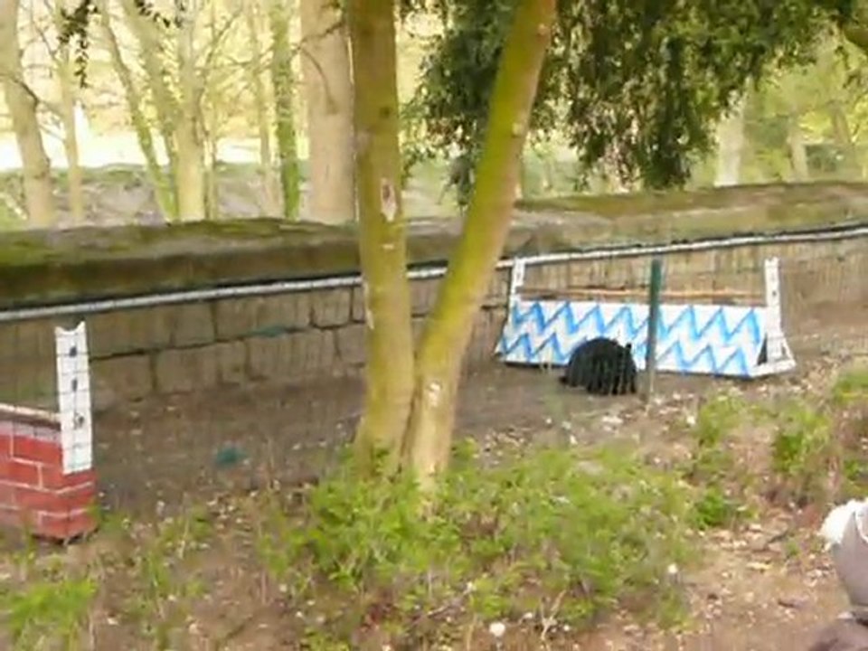 la course de lapin au lapinodrome !!