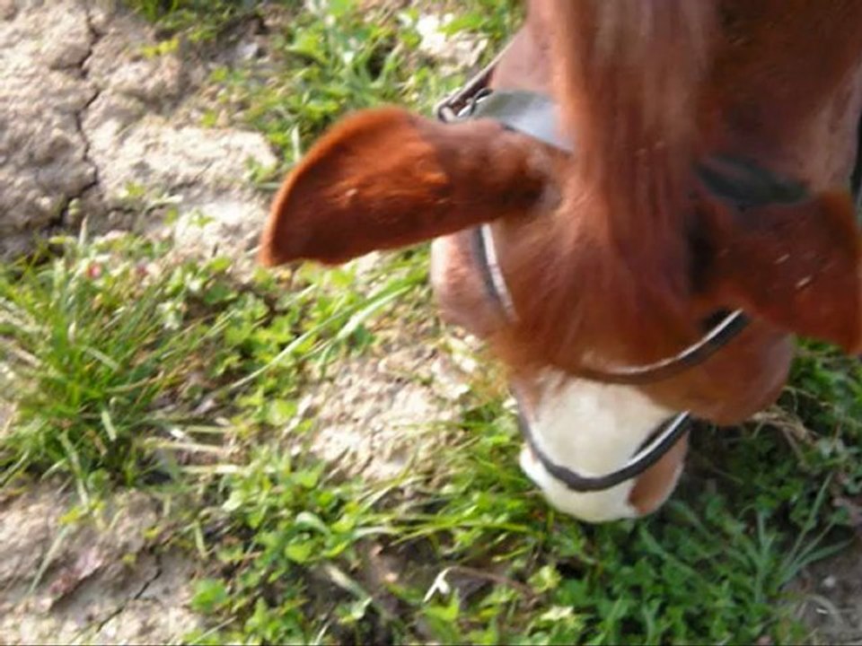 Miss Charline Homage