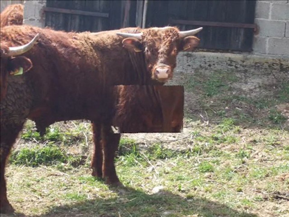 Sortie des génisses salers et des taureaux: élevage Fournier