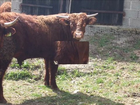 Sortie des génisses salers et des taureaux: élevage Fournier