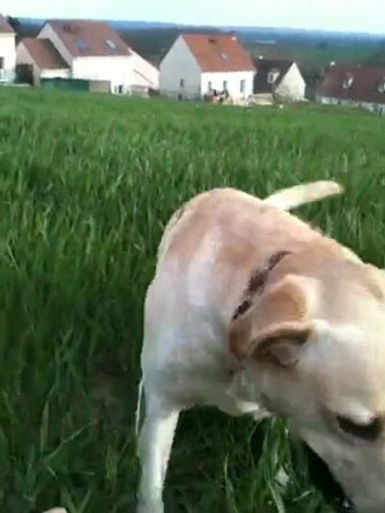 Prince et ses bâtons 1