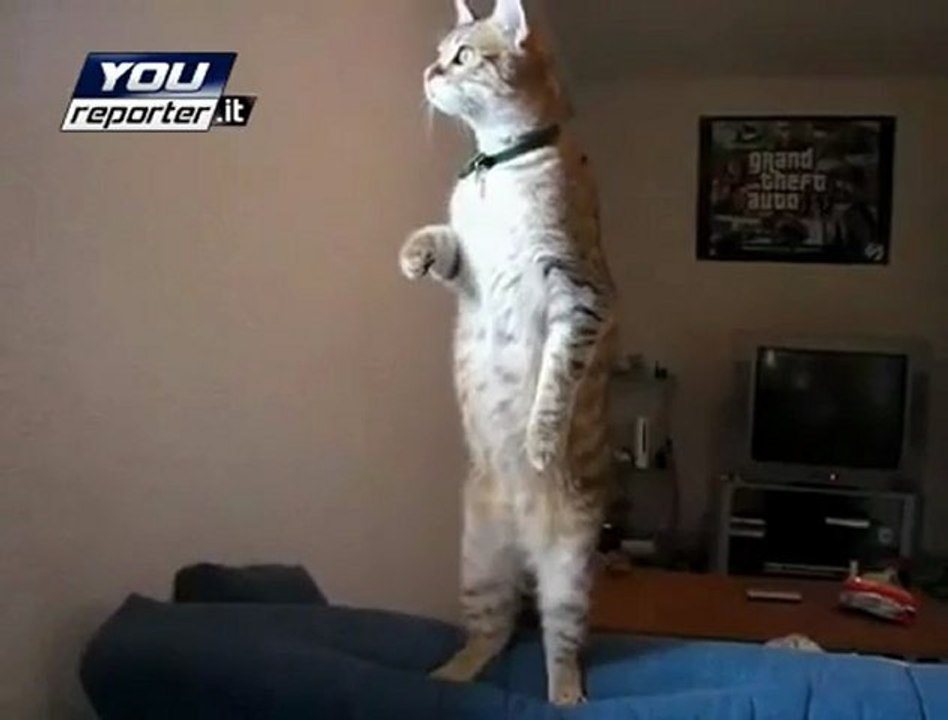 Gatto in piedi, ipnotizzato da chissà cosa!