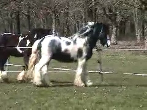 parade blue au pré mars 2010