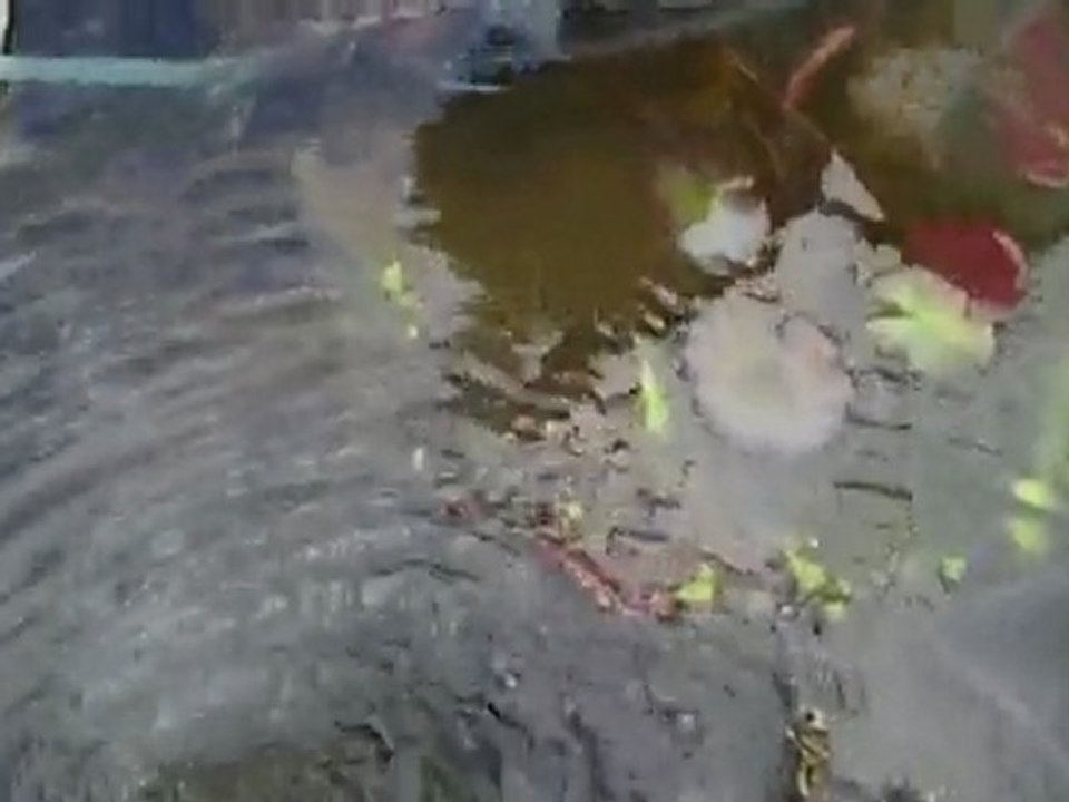 how to get a Dirty pond gets clean 2 weeks later Pond Plants