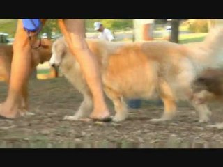 Dog Training Techniques: How to Train Your Dog