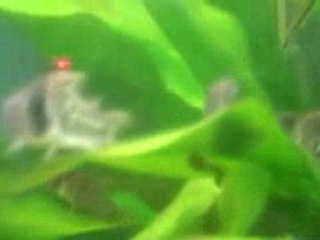 Corydoras schwartzi Why I love my Schwartz's Cory Cat