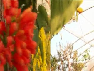 Visite de la serre hydroponique de GHE