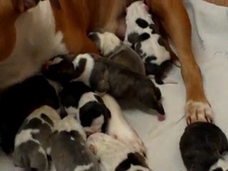 chiots diablesse