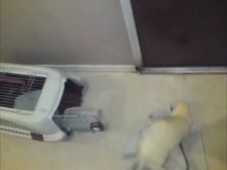 le réveille des fufus