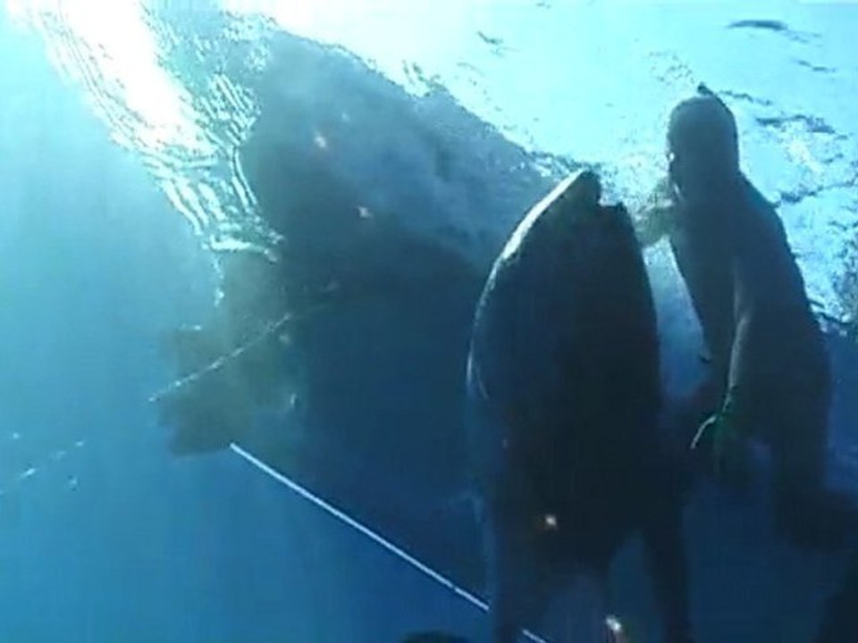 orkinos zıpkın avı-3