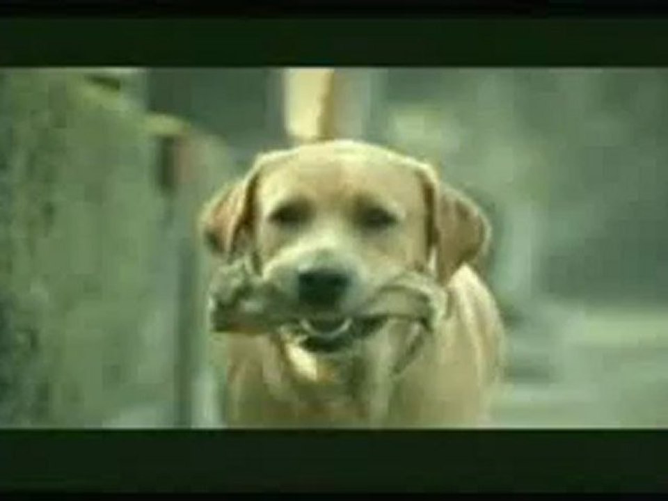 Une histoire de chien