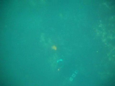 chasse sous marine : araignées