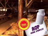 Bienvenu au Pays du Goût : Les Fromages AOP