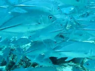 Barracuda Point @ Sipadan - Diving through a school of jacks