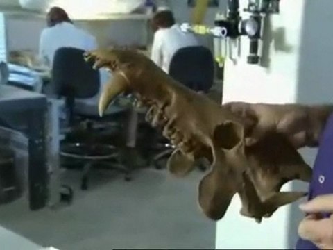 predateurs de la prehistoire le cochon tueur 1